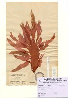 藏品(Cryptonemia natalensis (J. Agardh) Chiang)的圖片